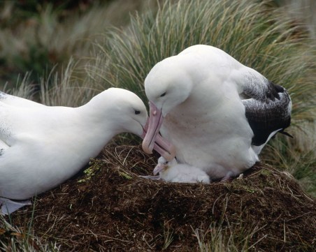 Глобалното затопляне доведе до разводи сред албатросите
