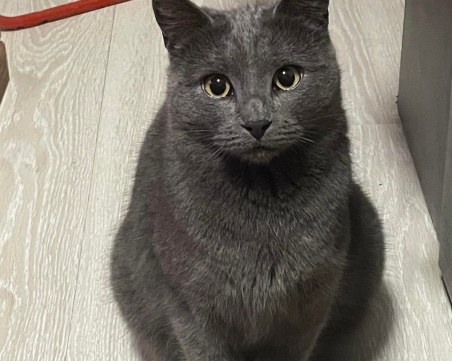 Британката Хърмаяни търси нов дом