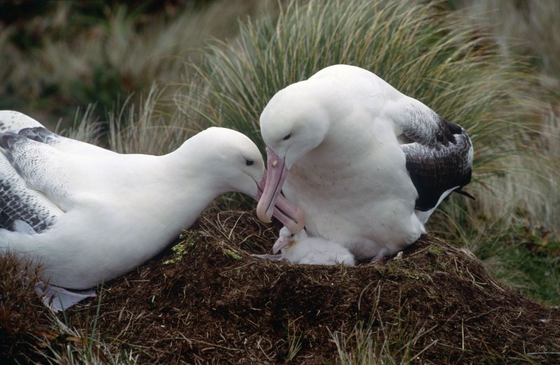 Глобалното затопляне доведе до разводи сред албатросите