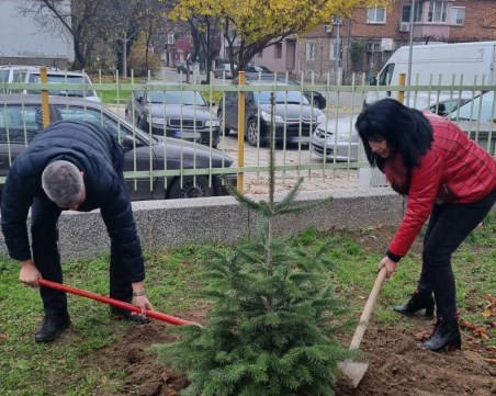 Предоставиха елхички за детски заведения в район 