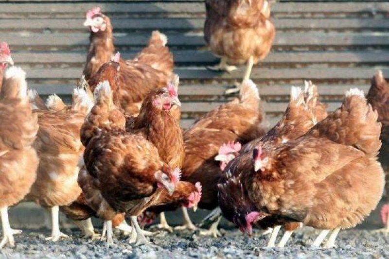 Откриха три огнища на птичи грип в областите Пловдив и Пазарджик