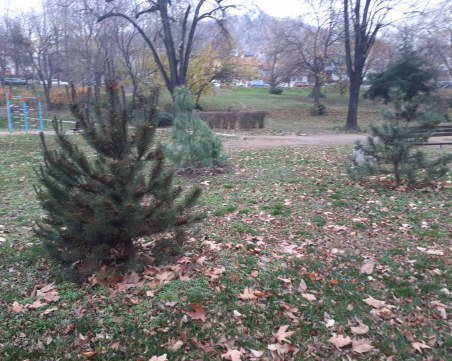 Засаждат нови 85 дървета в район 