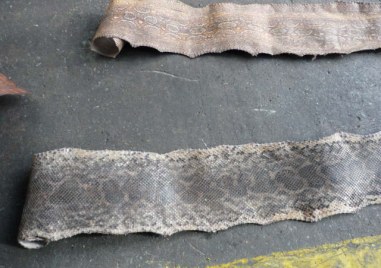 Крокодилски и змийски кожи в карго пратка от Аржентина са