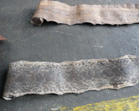 Иззеха крокодилски и змийски кожи в карго пратка от Аржентина на Летище София