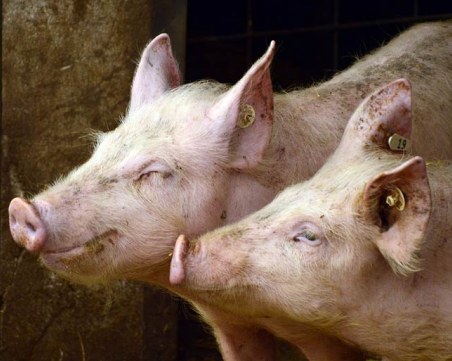 Отпадат всички ограничения у нас заради чумата по свинете