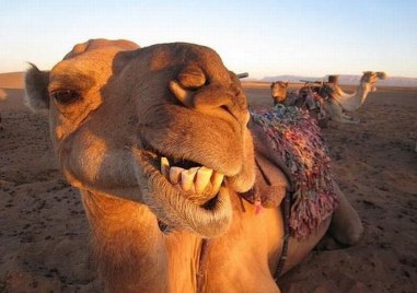 Десетки камили бяха спрени от участие в конкурс за красота в