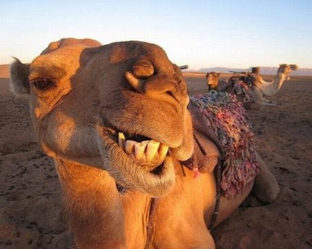 Камили бяха дисквалифицирани от конкурс за красота, защото ползвали ботокс