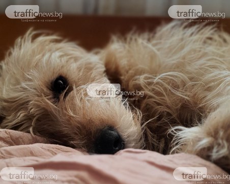 Кучетата знаят поне 215 думи и фрази