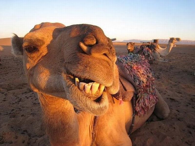 Десетки камили бяха спрени от участие в конкурс за красота