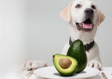 Въпреки че авокадото е много полезно за хората оказва се