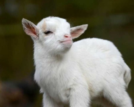 Спипаха крадец на яре в Пазарджишко