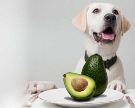 Токсично ли е авокадото за кучетата?