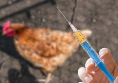Световните птицевъди се борят с поредните случаи на птичи грип