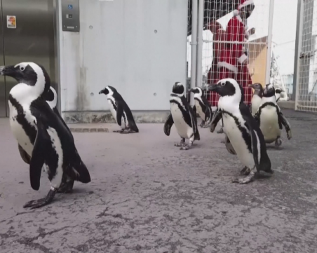 Дядо Коледа смени елените с... пингвини