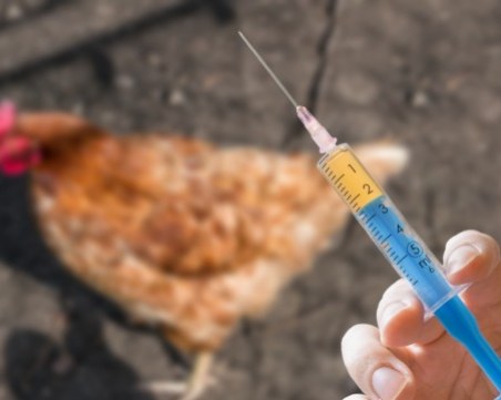 Птичият грип увеличава риска от още по-голяма инфлация при храните