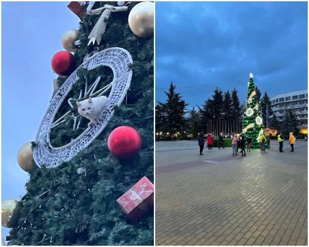 Спасиха коте, качило се на коледната елха в Казанлък