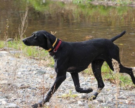 Нера изчезна в района на Първенец и Брестовица, виждали ли сте я