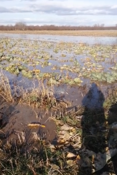 Река Чая заля ниви в община Садово, обявиха частично бедствено положение