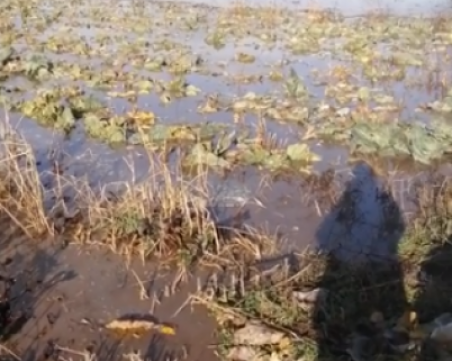 Около 700 декара земеделски земи са наводнени в Катуница и Садово