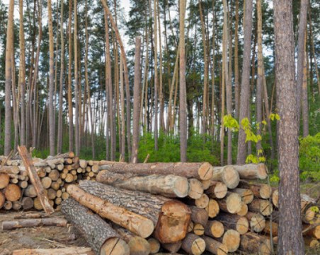 Задържаха трима за незаконна сеч край Стамболийски