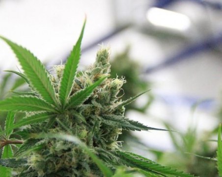 Малта легализира канабиса