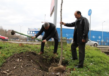 Три залесителни акции се проведоха в район Северен В зелената площ