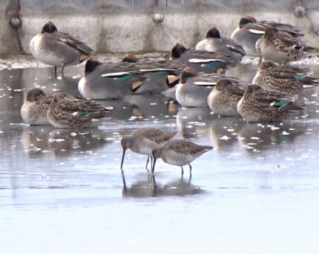Откриха нов вид птица у нас