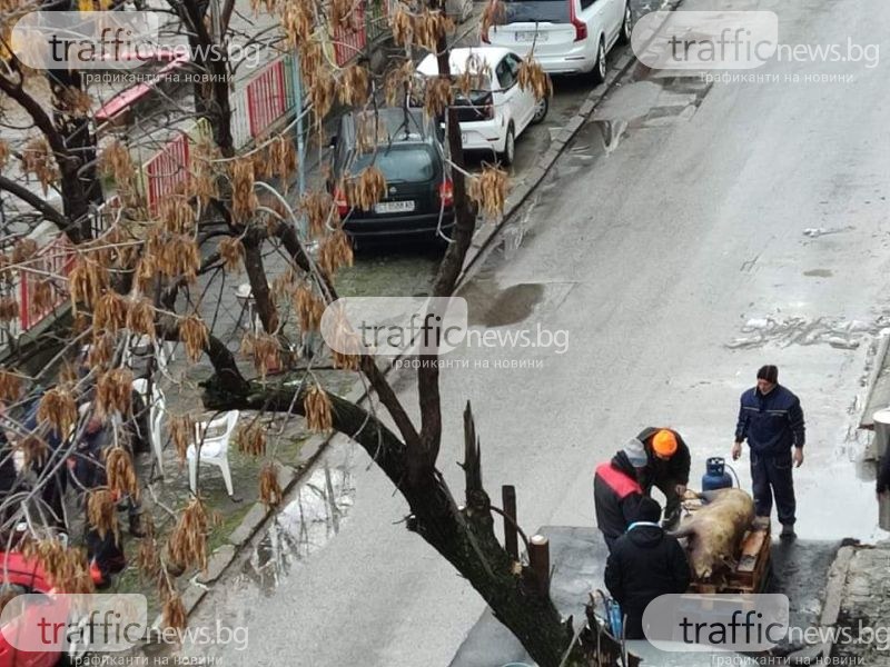 Коледните празници започнаха! Разфасоваха прасе на улицата в кв. Съдийски