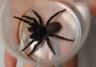 Паяк с неизвестен произход предизвика полицейска акция в супермаркет в