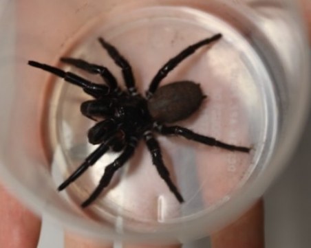 Полицаи гониха паяк в супермаркет