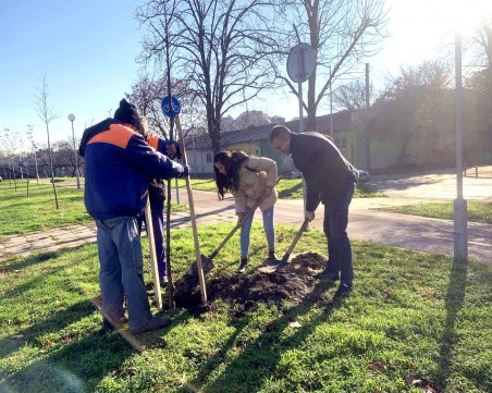 Близо 2000 нови дървета обогатиха зелената система на Пловдив