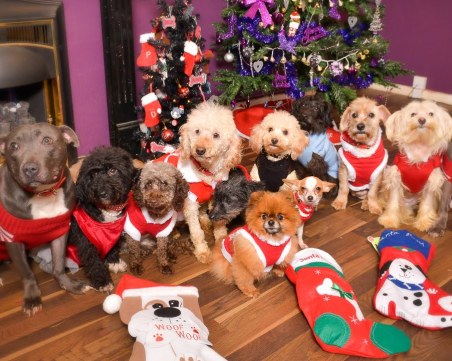 Кои са нещата, които могат да навредят на домашните ни любимци на празниците