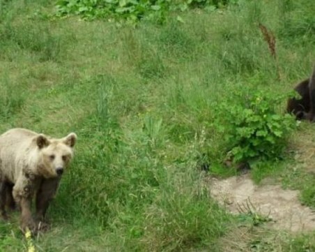 Изплатени са над 220 000 лева обезщетения за нанесените щети от кафява мечка