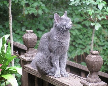 Най-милите породи котки