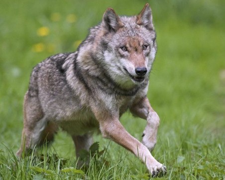 Затвориха френска зоологическа градина заради бягство на вълци