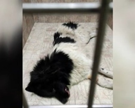 Задържаха мъжа, прегазил куче в Пазарджишко навръх Бъдни вечер