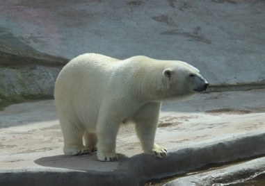 Най възрастната полярна мечка в Европа си отиде на 37 години