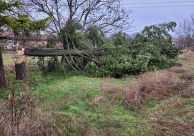 Вандалско отсичане на дърво скандализира Плевенското село Гулянци 17 метрова елха с