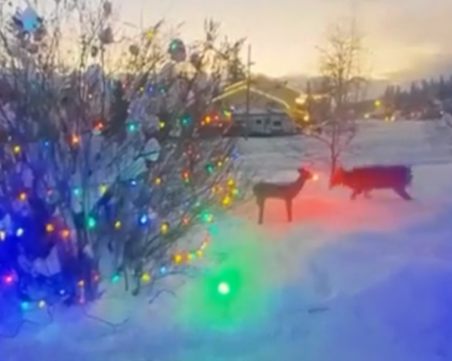 Истински елен нападнa макет на Рудолф, случвало му се ежегодно