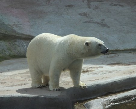 На 37 години си отиде Катюша - най-възрастната полярна мечка в Европа