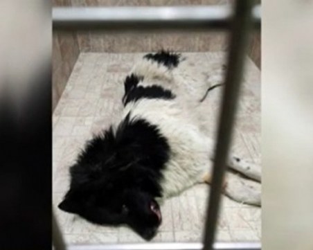 Протест заради прегазеното кученце навръх Бъдни вечер