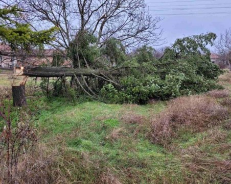 Скандално! Отрязаха 17-метрова елха заради украса на частен дом