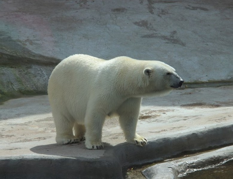 Най-възрастната полярна мечка в Европа си отиде на 37 години