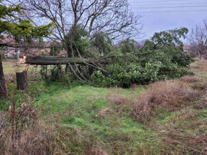 Вандалско отсичане на дърво скандализира Плевенското село Гулянци. 17-метрова елха