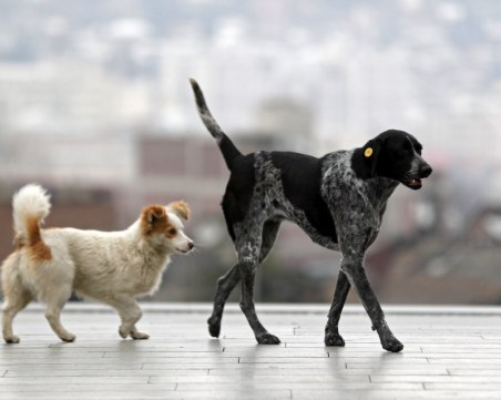 Спецотряд помага на уплашени от фойерверки животни във Варшава