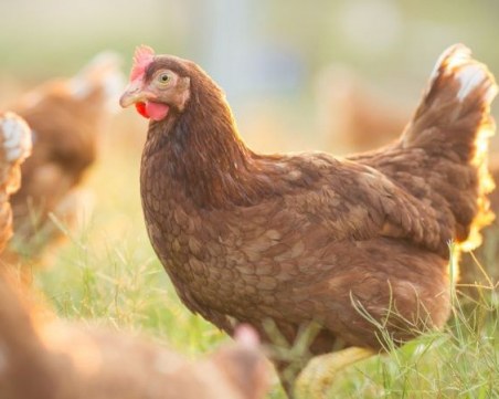 Във Франция заклаха 600 000 домашни птици за месец заради птичи грип