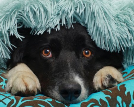 Ветеринар: Не давайте успокоителни на домашните любимци заради гърмежите – вредно е