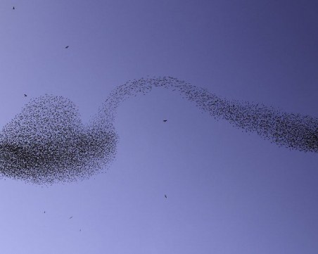 Фотограф засне ято от птици във формата на пълна лъжица