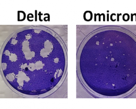 Омикрон и Делта – какви са разликите?