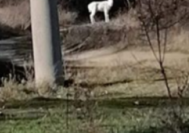 Бял елен е забелязан в Карловско Красивото животно е заснето